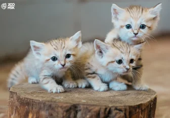 Не оставляющие следов барханные котята подрастают в зоопарке Новосибирска
