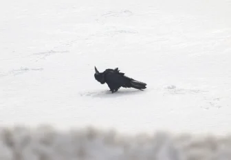 Грачи прилетели: купающихся в снегу пернатых заметили под Новосибирском