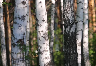 Сезон берёзового сока наступил в Новосибирской области