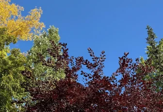 Астрономическая осень наступит в Новосибирске на следующей неделе