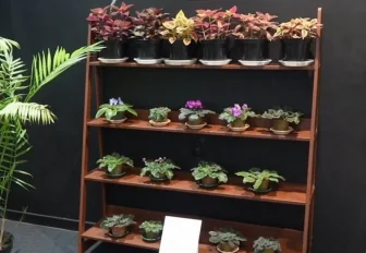 «Бабушкин подоконник»: популярные в СССР комнатные цветы собрали в музее