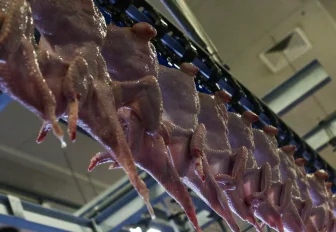 Дефицит курятины в Новосибирске прокомментировал минпромторг региона