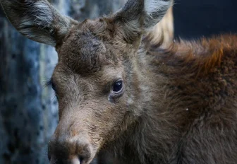 Открыли ещё один съезд левобережной развязки 4-го моста в Новосибирске