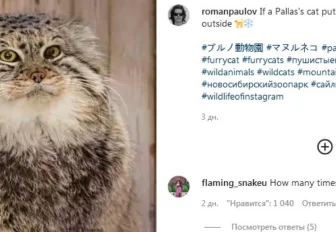 Видео с замёрзшим новосибирским манулом стало хитом Instagram