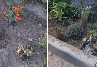 «Перерыл как крот»: водитель седана ворует астры с клумб в Новосибирске
