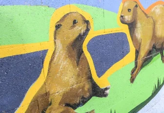 Бобры «утопили» экскаватор и лишили электричества сёла под Новосибирском