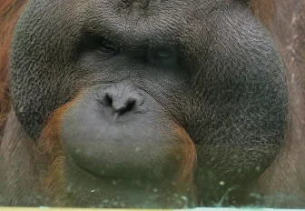 Орангутангу Бату из новосибирского зоопарка исполнилось 22 года