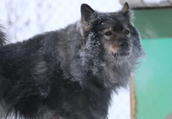Стая одичавших собак держит в страхе жителей Шлюза в Новосибирске
