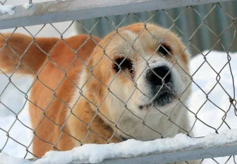 Одичавшие собаки загрызли собрата в левобережье Новосибирска (18+)