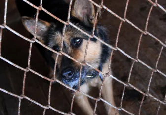 Стерилизовать или приручить: что думают о бездомных собаках новосибирцы