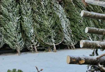 Новосибирцы недовольны ценами на новогодние ёлки