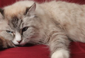 Почему кошек нельзя кормить со стола — рассказал ветврач из Новосибирска