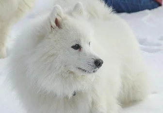 Если вы пропустили: закрытие магазинов, доктор с хвостом и розетка в небе