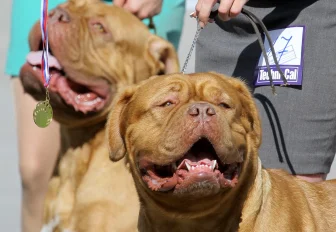 Новосибирская неделя: штрафы за собак, минус 6 млрд и мистический город