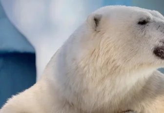 Как белая медведица Герда строжится на Кая, показал новосибирский зоопарк
