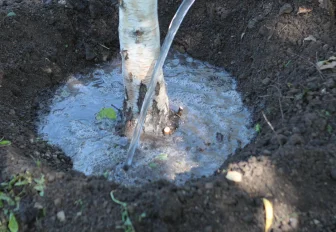 Несколько мини-парков заложат в Новосибирске в День соседей