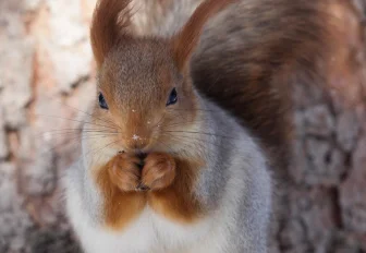 Белочек начали воровать из новосибирских парков