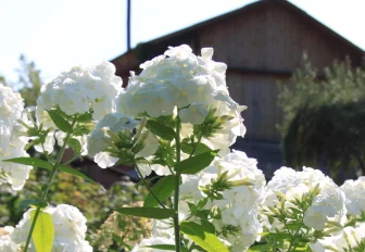 Самый весёлый дачный посёлок найден в Новосибирской области
