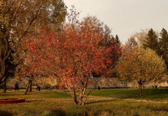 Новосибирская неделя: визит в Белоруссию, дефицит бензина и золотая осень