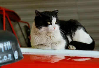 Знаменитый талисман пожарных кот Гидрант умер под Новосибирском