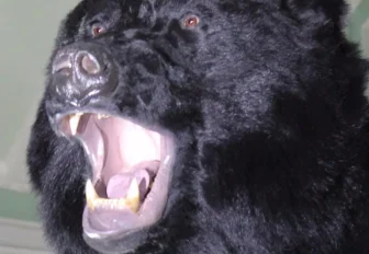 Что делать, если встретил медведя