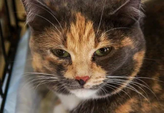 Афиша выходных: Beat Weekend, монохромная выставка и раздача животных