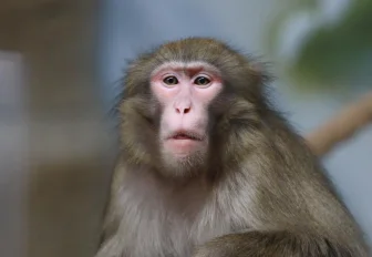 Если вы пропустили: «Ермак» на линии, парк из СССР и бассейн для обезьян