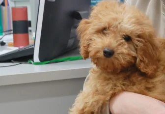 Необычную экскурсию в ветклинику устроили для детей в Новосибирске