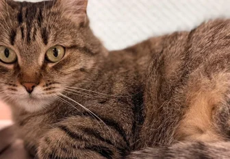 Пуша и Роберт: необычные истории пушистых постояльцев фонда «Виавет»