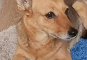 В Новосибирске нашли новый дом для собаки, хозяин которой погиб в ДНР