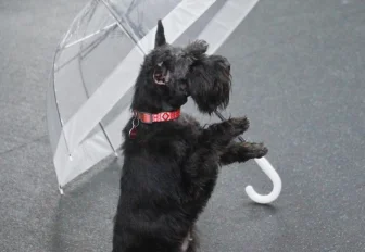 Сможет даже дворняжка: как в Новосибирске учат собак танцевать под музыку