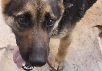 Покусанная бродячей собакой девочка получит компенсацию под Новосибирском