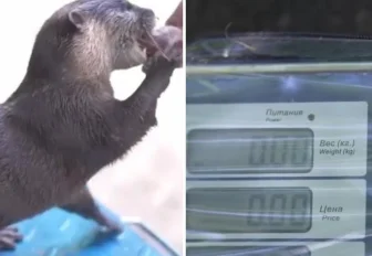 Мэр Кудрявцев: два наших школьника победили в международных олимпиадах