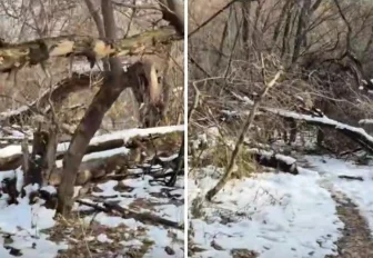 Аварийные деревья начали сносить в будущем парке «Усть-Тула»