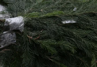 Новосибирцев предупредили о наказании за вырубку хвойных деревьев