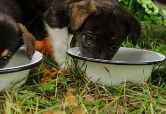 Сомелье кормов для собак ищут в Новосибирске