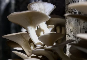 «Срываешь и сразу ешь»: фоторепортаж с грибной фермы под Новосибирском