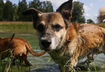 Зачем новосибирцы чипируют своих домашних питомцев