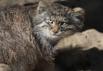 Если вы пропустили: выход к морю, операция «Чистое небо» и милый манул