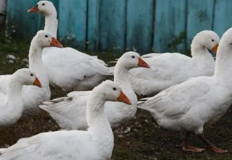 304 тонны пуха и пера экспортировали в Китай из Новосибирской области