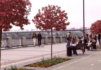 Яблони сорта «Рудольф» расцвели на Михайловской набережной: фото