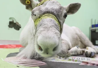 Если вы пропустили: мытьё ёлок, новая схема метро и глаз оленя