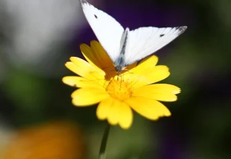Цветник на Горском победил в конкурсе на звание лучшей клумбы Новосибирска