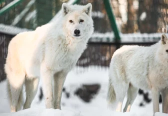 Как животные новосибирского зоопарка переживают первые морозы: фото
