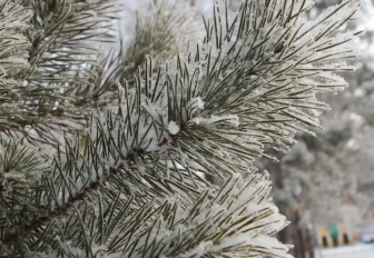 Холодный фронт с северных широт принесёт в Новосибирск 24-градусный мороз