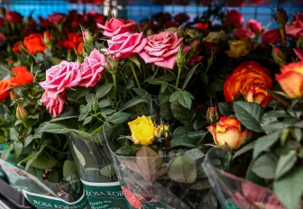 Горшечные розы в новосибирских теплицах стали выращивать роботы