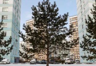 Если вы пропустили: собачьи танцы, грибная ферма и прогулка по «Бронксу»