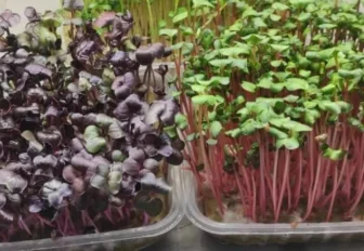 Микрозелень: как вырастить её дома и действительно ли она так полезна