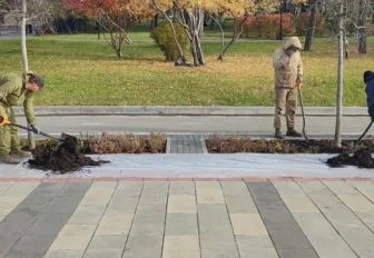 На Михайловской набережной пересаживают по росту яблони и черёмуху