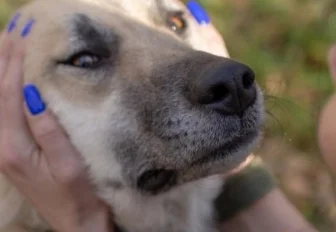 Кураторами для бездомных животных могут стать новосибирцы